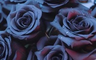 黑玫瑰的花语,寓意独特的爱、独一无二等