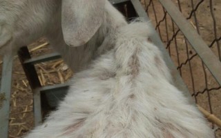 羊脱毛的原因，可能原发性脱毛症或症状性脱毛症