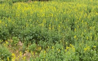 北方什么时候种油菜,一般在春季3-4月播种
