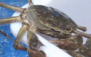 大闸蟹有哪些形态特征，头胸甲为圆方形