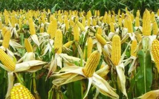 郧单20玉米种子特征特性，4月上中旬播种