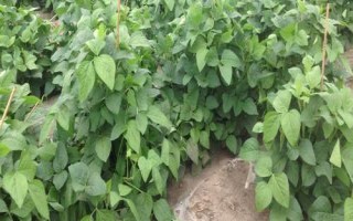 吉育627大豆种简介,中熟品种