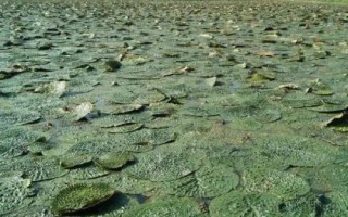 芡实的种植时间，主要集中在3月中旬至4月上旬