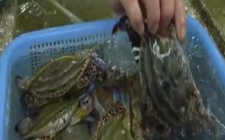 梭子蟹的养殖温度，适宜温度为15.5-26℃