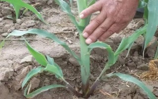 高科705玉米品种简介,注意防治病虫害