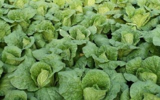 娃娃菜一亩能产多少斤，亩产量在12000-24000斤