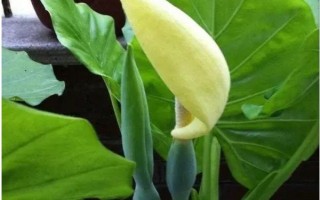 滴水观音株型太大如何处理，切割植株能变得美观挺拔