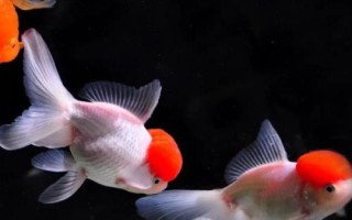 刚刚孵出来的金鱼怎么养，首先保证饲养密度不能太大