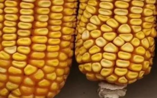 临玉13号（试验名称：临玉13号）玉米品种简介，区试平均生育期124天