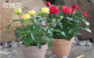 重阳节有哪些花卉开放，一串红、大丽花等品种均在此时开花