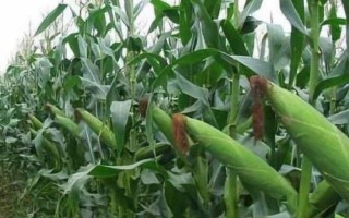 JN622玉米品种的特性，品种株型半紧凑