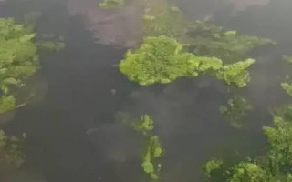 池塘水浑浊如何处理，可采取加水换水、清塘改底等措施