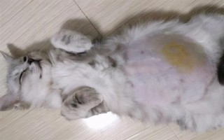 猫瘟初期的症状,病猫有精神萎靡、食欲不佳等表现