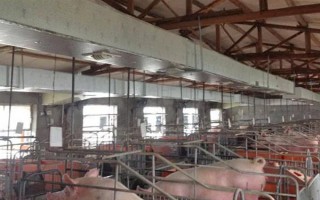 猪的应激反应如何减少，尽可能提供营养好的饲料