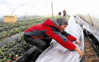 冬天12月可以种草莓吗,可以种但需要防寒保暖