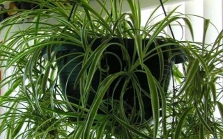 万年青能不能清除甲醛，可以吸附部分有毒物质但无法清除甲醛