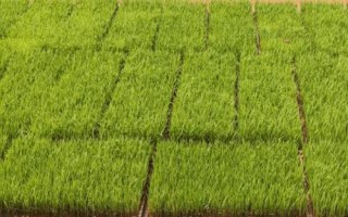 水稻秧苗多少天可以移栽，通常35-40天左右便可移栽