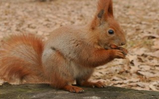 松鼠尾巴断了还能不能长，断了不能重新长出来