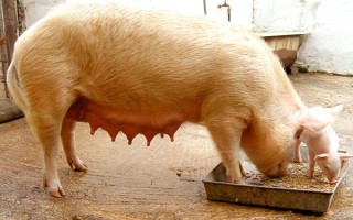 母猪低温适合打什么针，肾上腺素、樟脑磺酸钠均可使用