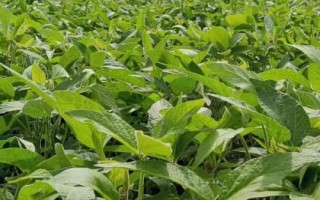 大豆的播种时间，一年四季都可以播种