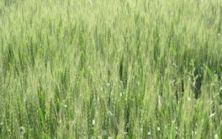 涡麦33小麦品种的特性，中抗叶锈病