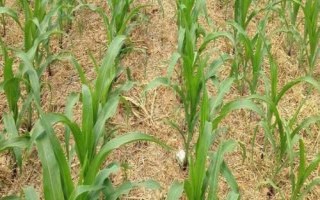 自新2679玉米种子特点，适宜播种期4月下旬—5月上旬