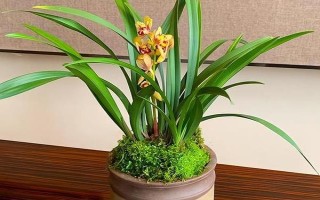 8月份能不能给兰花换盆，可以更换但不是最佳时期