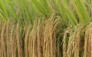 两优778水稻品种简介，每亩插足基本苗6～8万