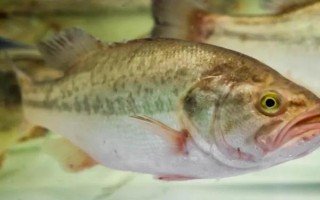 鲈鱼的别称，又称花鲈、四肋鱼等