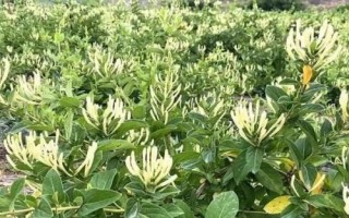 农村热门的药材种植项目，枸杞的产量一般更加稳定