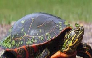 锦龟好不好养，适合新手饲养