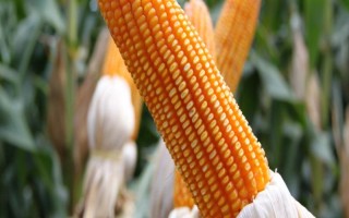 忻抗14号玉米种子特点，在试验3000株/亩密度下