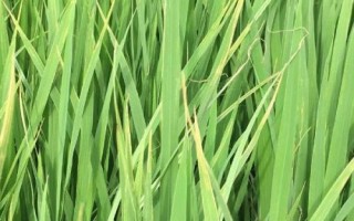 水稻叶尖发红是得了什么病，是水稻出现了生理性缺钾