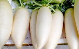 萝卜和芜菁的区别,科属、外形和口感均不同