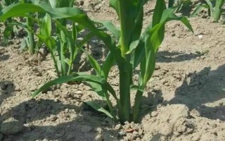 玉米苗为什么分蘖，主要有以下5个因素