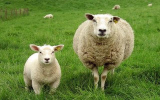 羊的胃有多少，长有瘤胃、网胃、皱胃和瓣胃