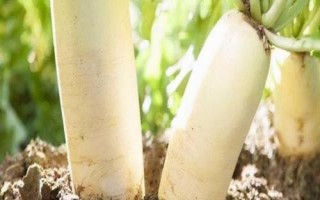 萝卜和芜菁的区别,科属、外形和口感均不同