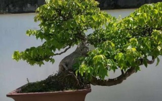 三角枫的修剪技术，及时剪掉辅养枝