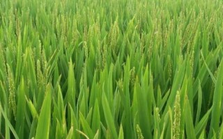 软玉中科水稻种子特点,每亩栽插2万穴