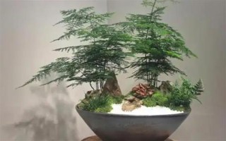 文竹冬季的养护方法，需及时保暖