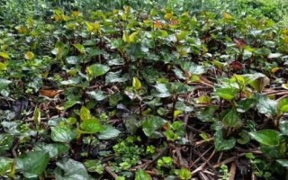 火爆野菜种植项目，香椿和荠菜等品种比较受市场欢迎