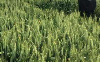 太412小麦品种简介，小穗密度适中