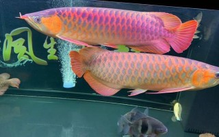 60方水能养龙鱼吗，饲养一条龙鱼是绰绰有余的