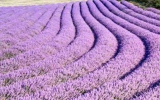 薰衣草的繁殖方式，可播种育苗或扦插繁殖