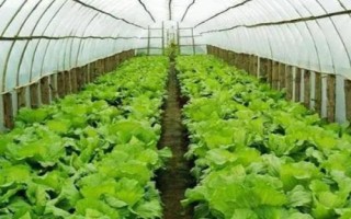 怎么防治大棚蔬菜缺素症，需根据实际缺素情况采取对应措施