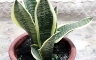 虎耳兰的种植方法，生长期间让土壤保持湿润