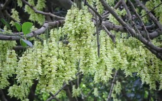 禾雀花的花语是什么，寓意欢快、快乐、坚韧顽强等