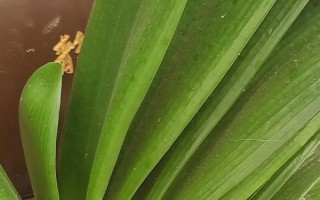 君子兰叶子蔫了如何处理，需要管控光照和浇水等