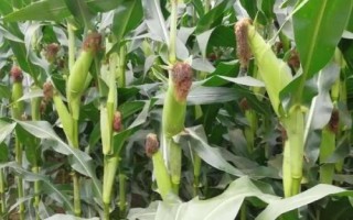先玉1829玉米品种的特性，中抗丝黑穗病