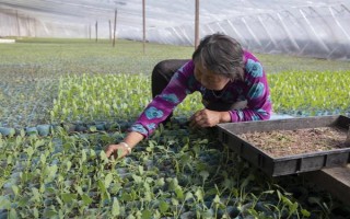 夏季蔬菜育苗要注意什么，及时分苗间苗可让秧苗更粗壮